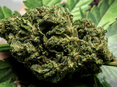 Michigan marijuana
