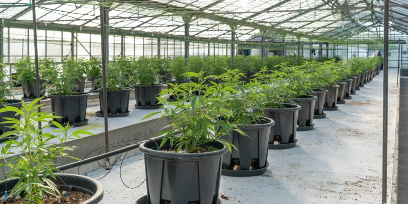 michigan commercial grow license 2020