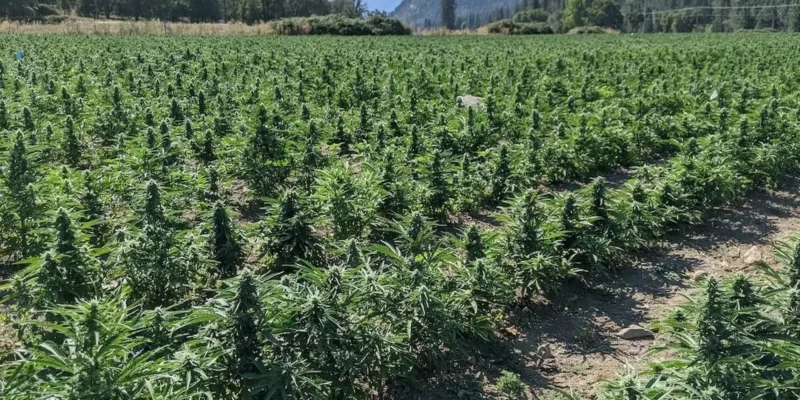 Growing cannabis outdoors